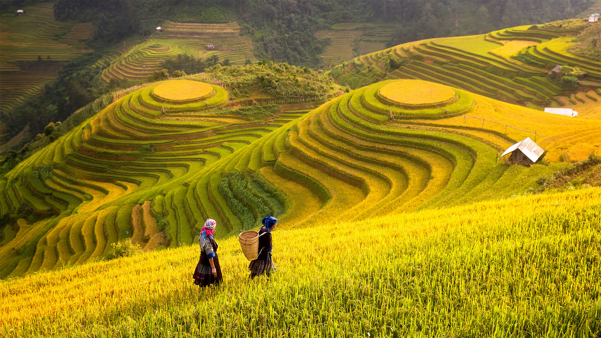 Agriculture-Vietnam